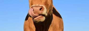 Una lengua imparable