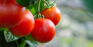Tomates de bronce